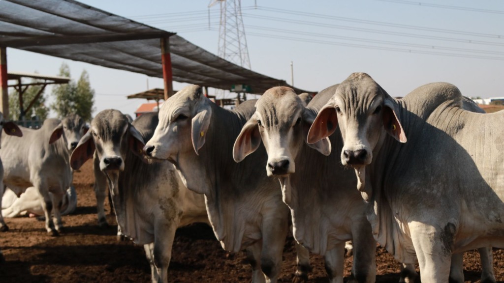 Touros reprodutores da raça Brahman. Foto: Divulgação/ACBB