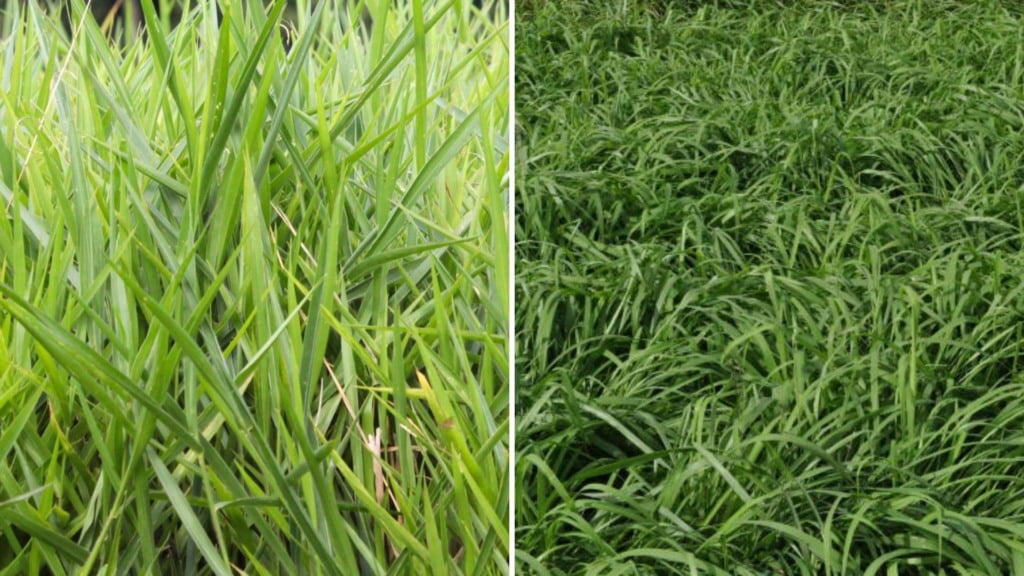 Pasto resistente para cavalos: qual Panicum escolher além do Tifton? Pasto resistente para cavalos: qual Panicum escolher além do Tifton?