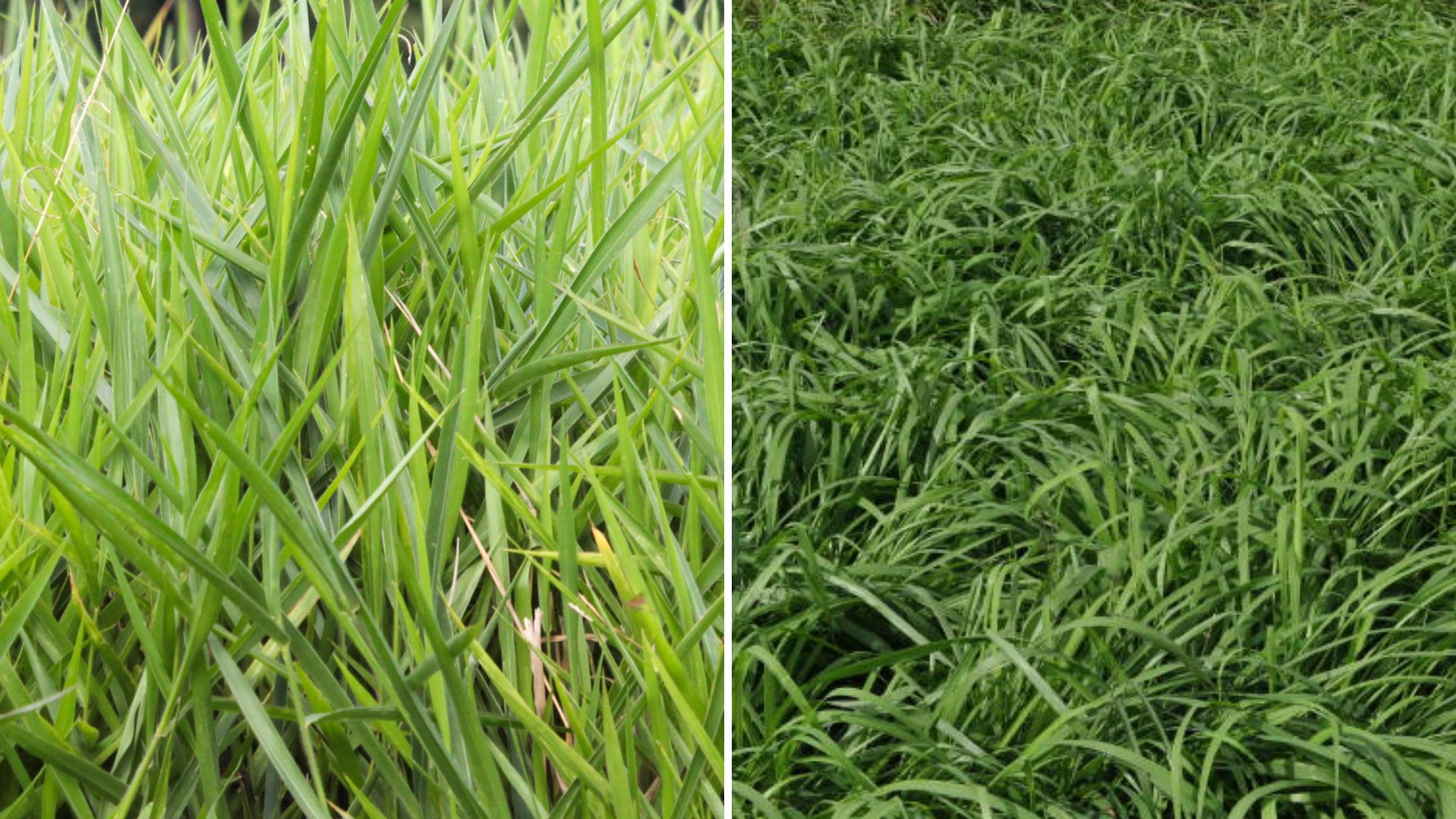 Pasto resistente para cavalos: qual Panicum escolher além do Tifton?