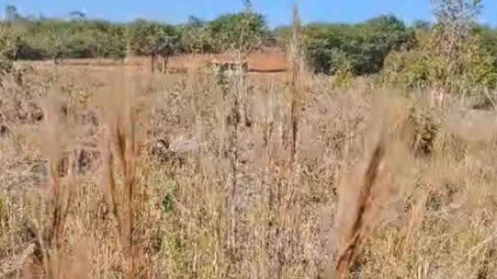 Detalhe da infestação do capim rabo-de-raposa em área de pastagem. Foto: Reprodução