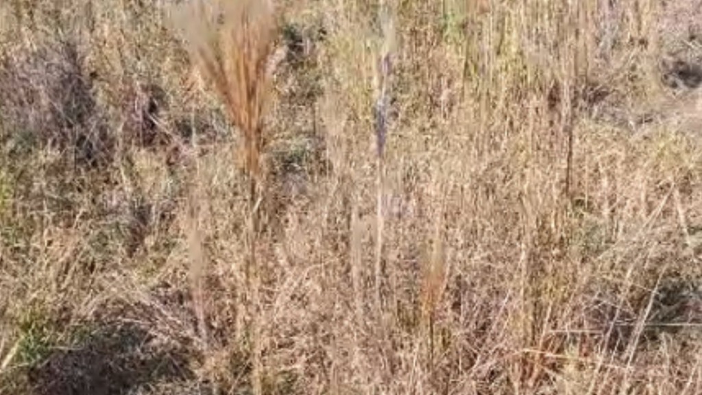 Detalhe da infestação do capim rabo-de-raposa em área de pastagem. Foto: Reprodução