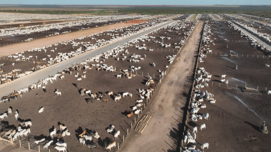 Pneumonia bovina é a doença que mais mata animais confinados. Como evitá-la?
