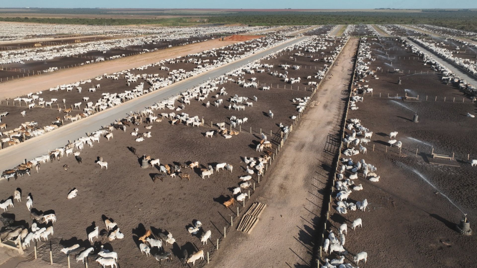 Pneumonia bovina é a doença que mais mata animais confinados. Como evitá-la? Pneumonia bovina é a doença que mais mata animais confinados. Como evitá-la?