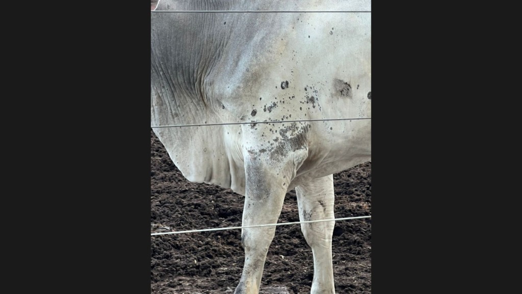 Bovino com sinais da dermatofitose. Foto: Acervo de Guilherme Vieira