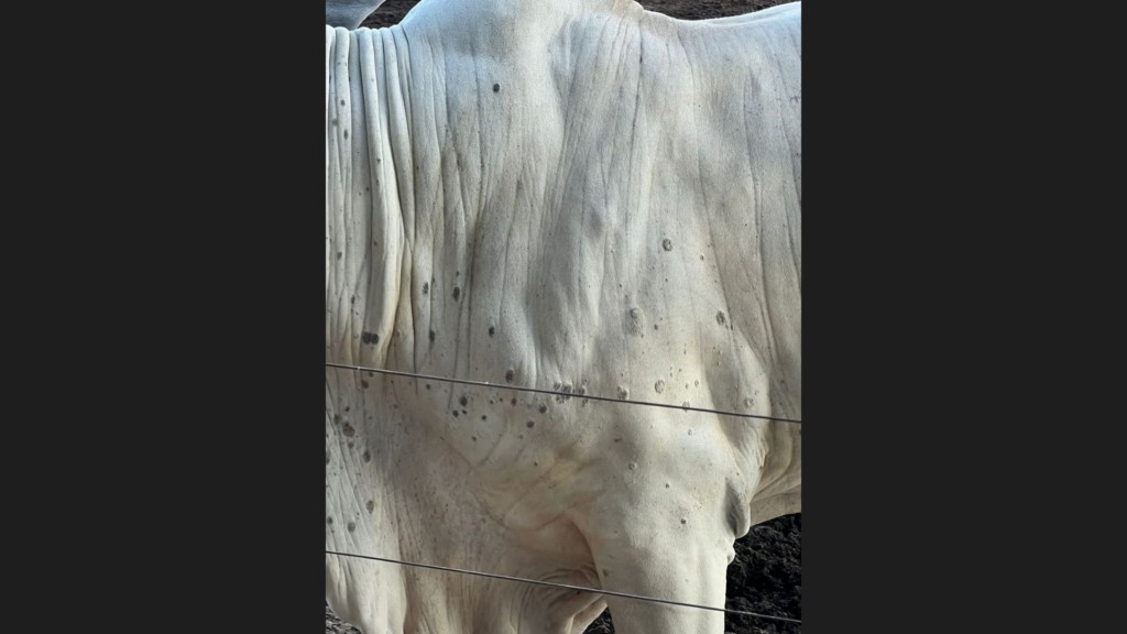 Bovino com sinais da dermatofitose. Foto: Acervo de Guilherme Vieira