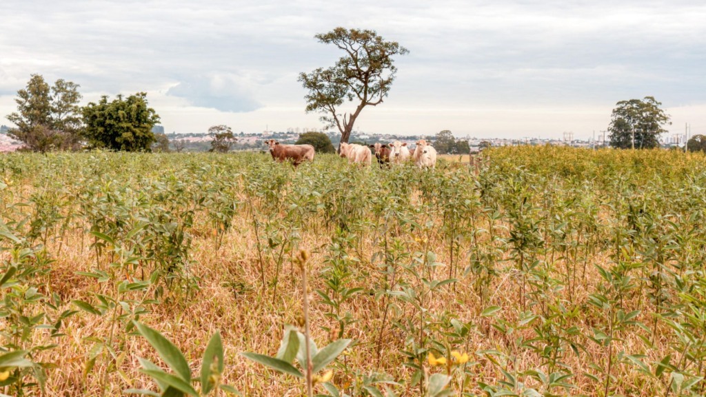 Utilização de feijão-guandu BRS Mandarim para fins de pastagem. Foto: Juliana Sussai/Embrapa Pecuária Sudeste