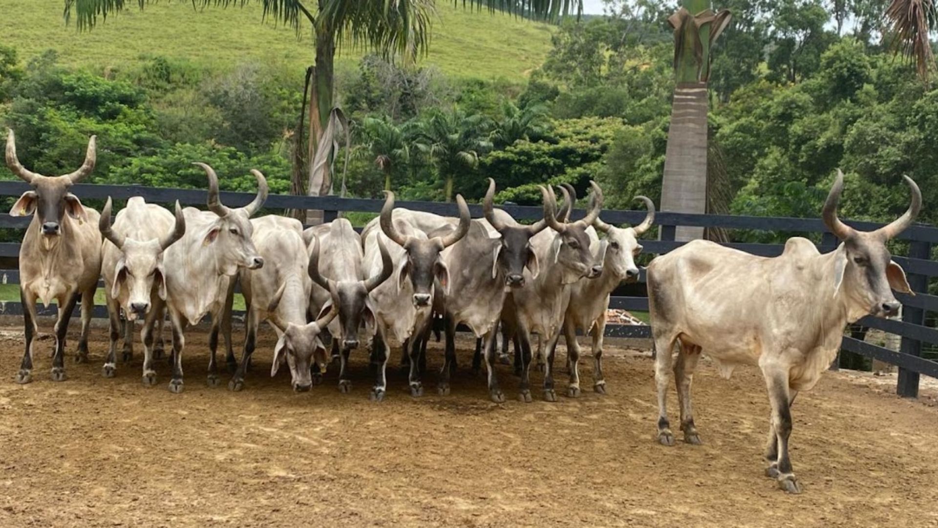 Vacas Guzerá. Foto: Divulgação