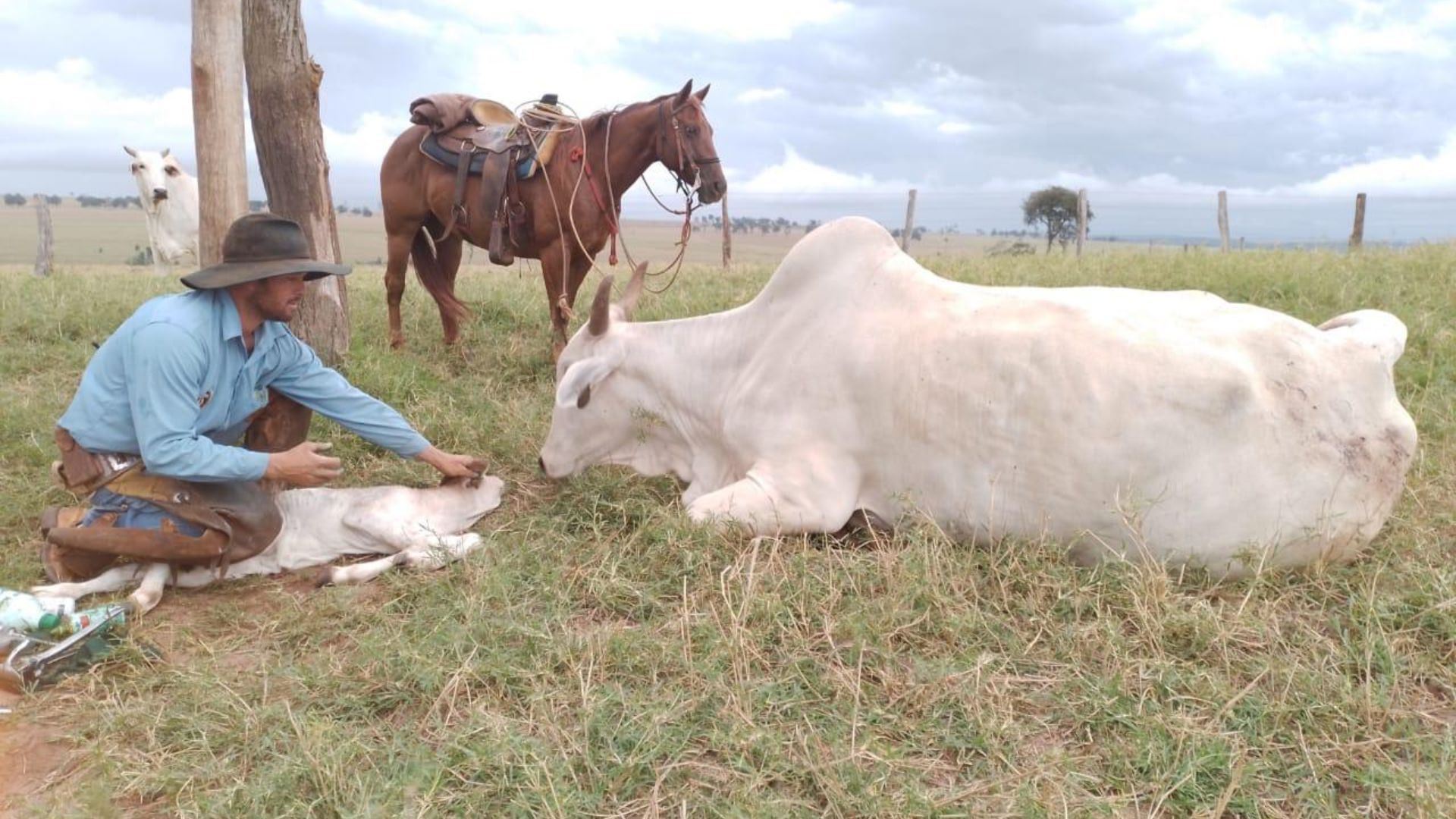 Bezerro: manejo de maternidade bem feito faz a diferença para a alta produção na cria