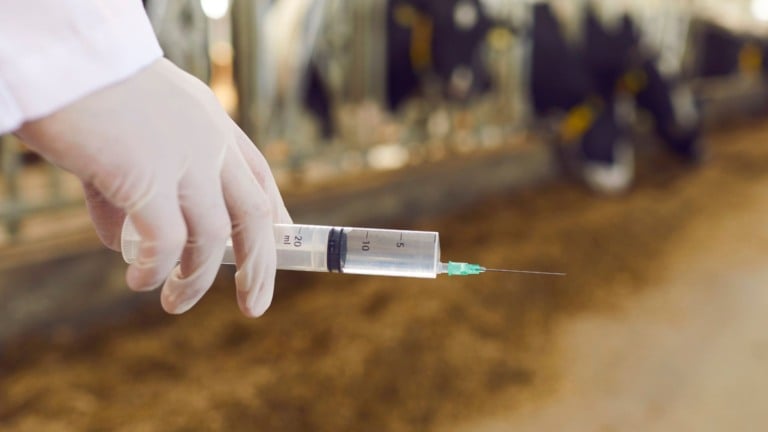 Farmácia da pecuária: conheça o novo aliado para salvar o gado no campo
