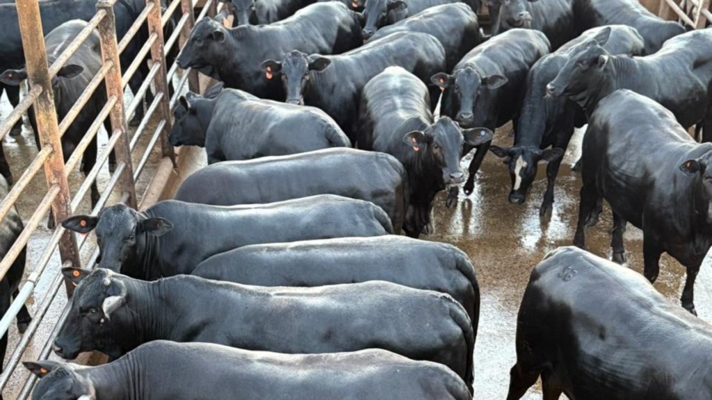 Lote de novilhas meio-sangue Angus. Foto: Divulgação/Friboi de Iturama (MG)