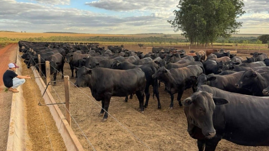 Lote de novilhas meio-sangue Angus. Foto: Divulgação/Friboi de Iturama (MG)