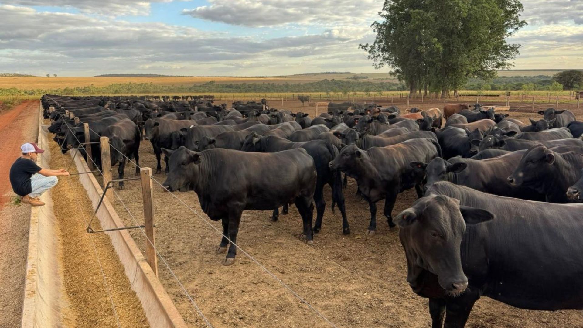 Família unida, gado premium! Mineiros dão exemplo com novilhas meio-sangue Angus