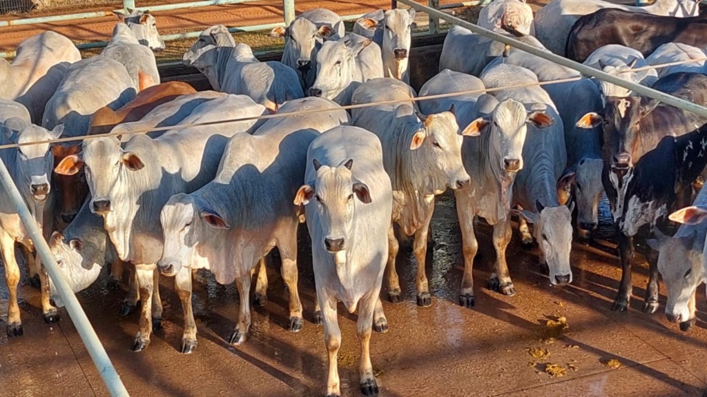 Novilhada Nelore tem rendimento de carcaça acima de 53% no interior de MT Novilhada Nelore tem rendimento de carcaça acima de 53% no interior de MT