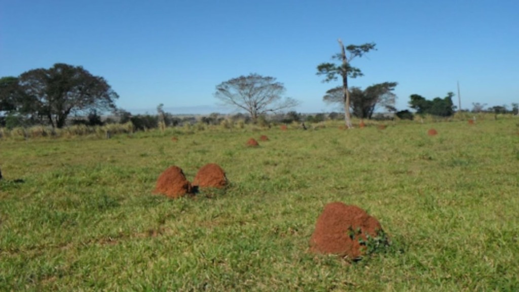 Pasto degradado. Foto: Divulgação