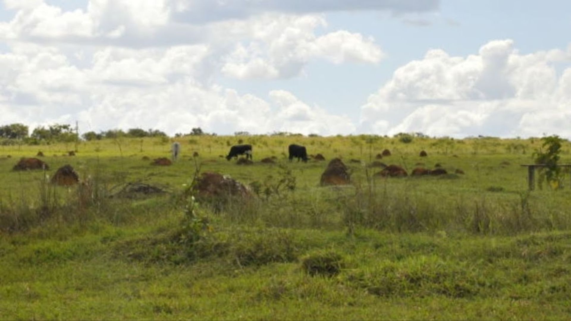 Pecuária brasileira pode liderar agenda climática com recuperação de pastos