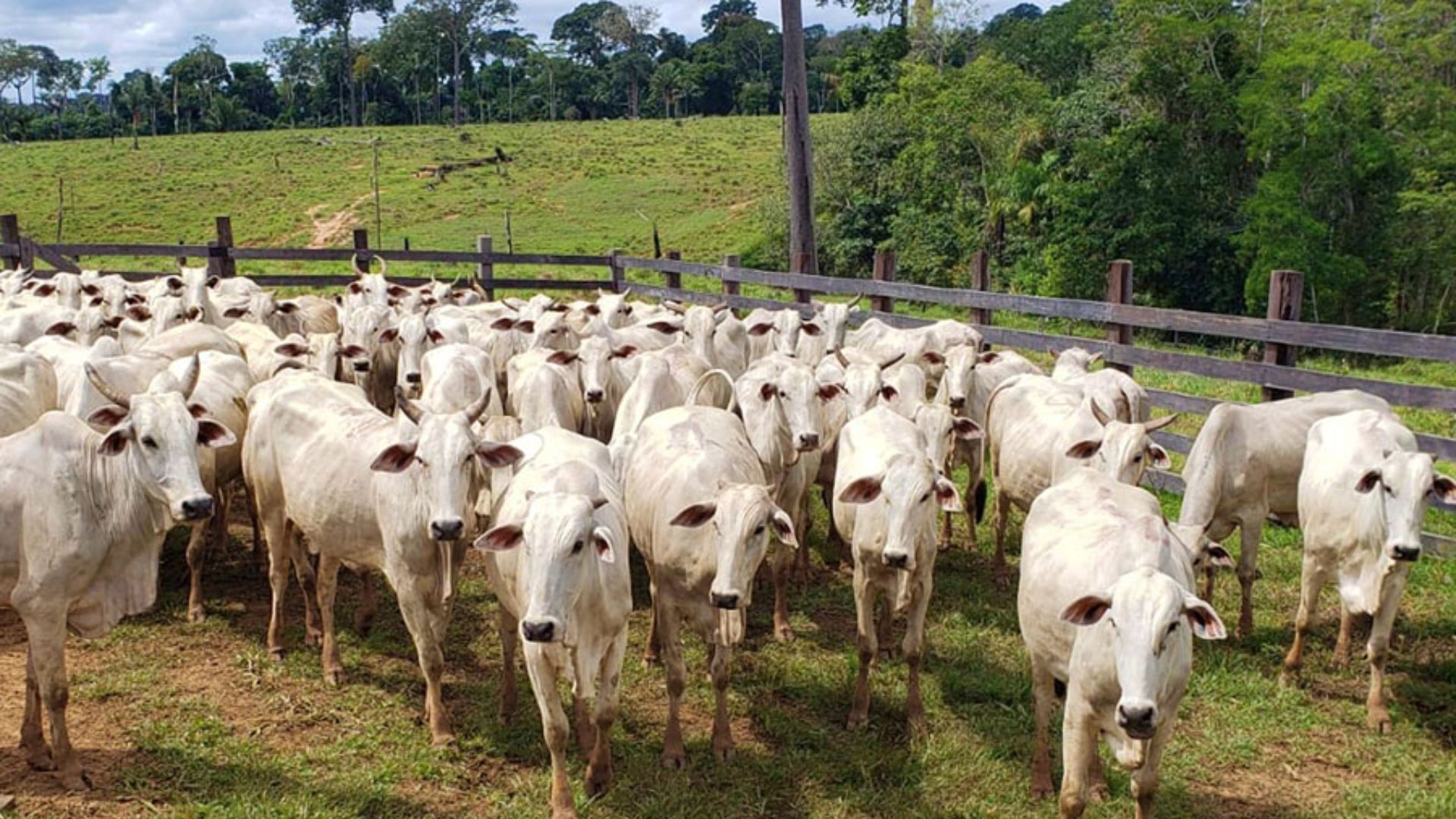 Pecuária no Acre: modernização da cria é chave para sustentabilidade, diz Embrapa