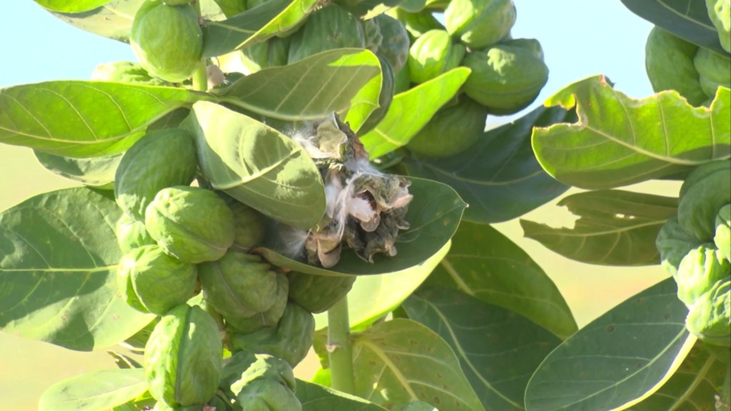 Algodão de seda: saiba como eliminar a planta invasora do seu pasto! Algodão de seda: saiba como eliminar a planta invasora do seu pasto!