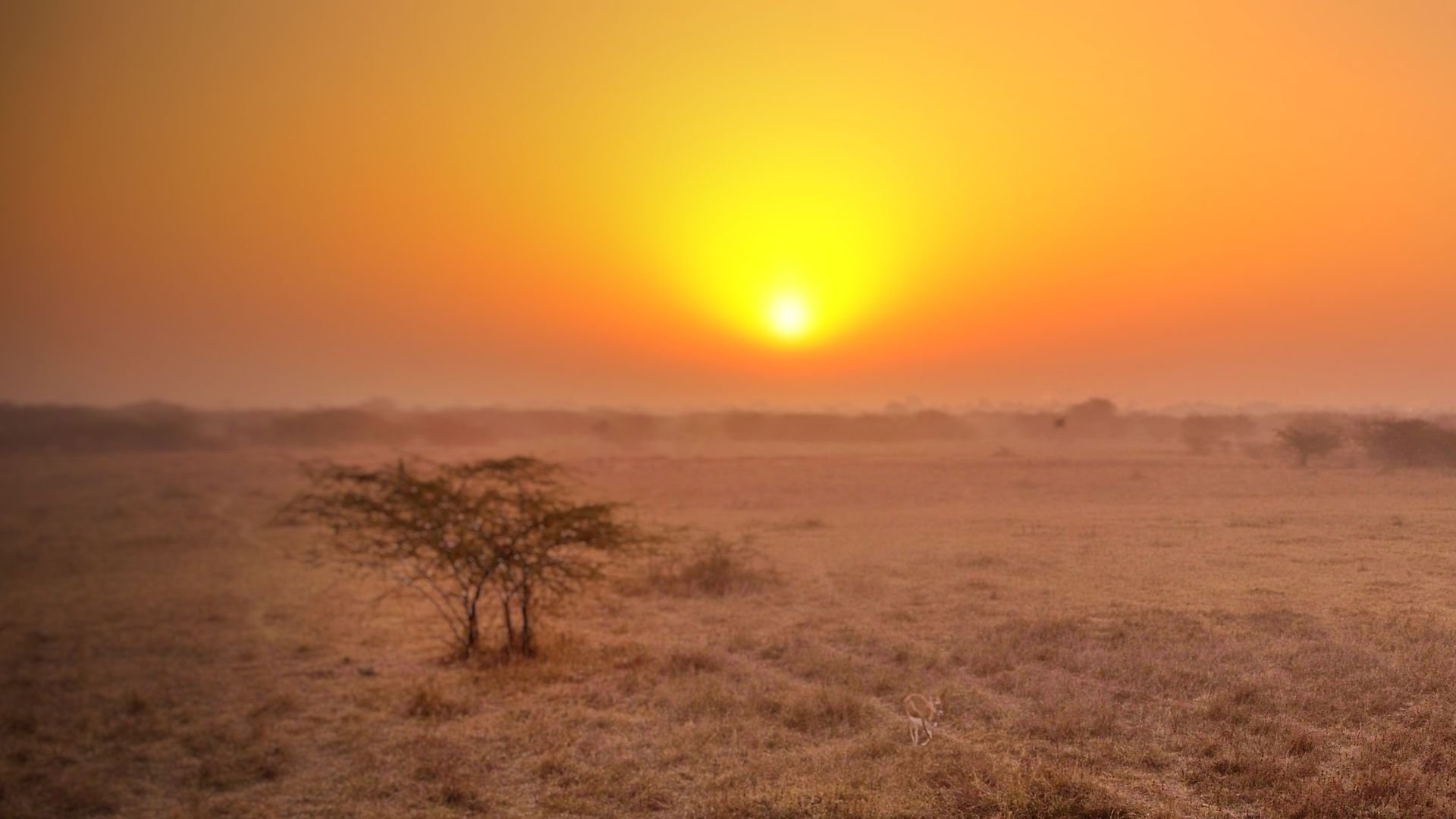 Seca e calor extremo no campo: previsão faz alerta para pecuaristas do Matopiba