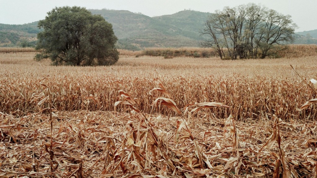 Pecuaristas enfrentam seca prolongada e frio intenso ao mesmo tempo. Entenda
