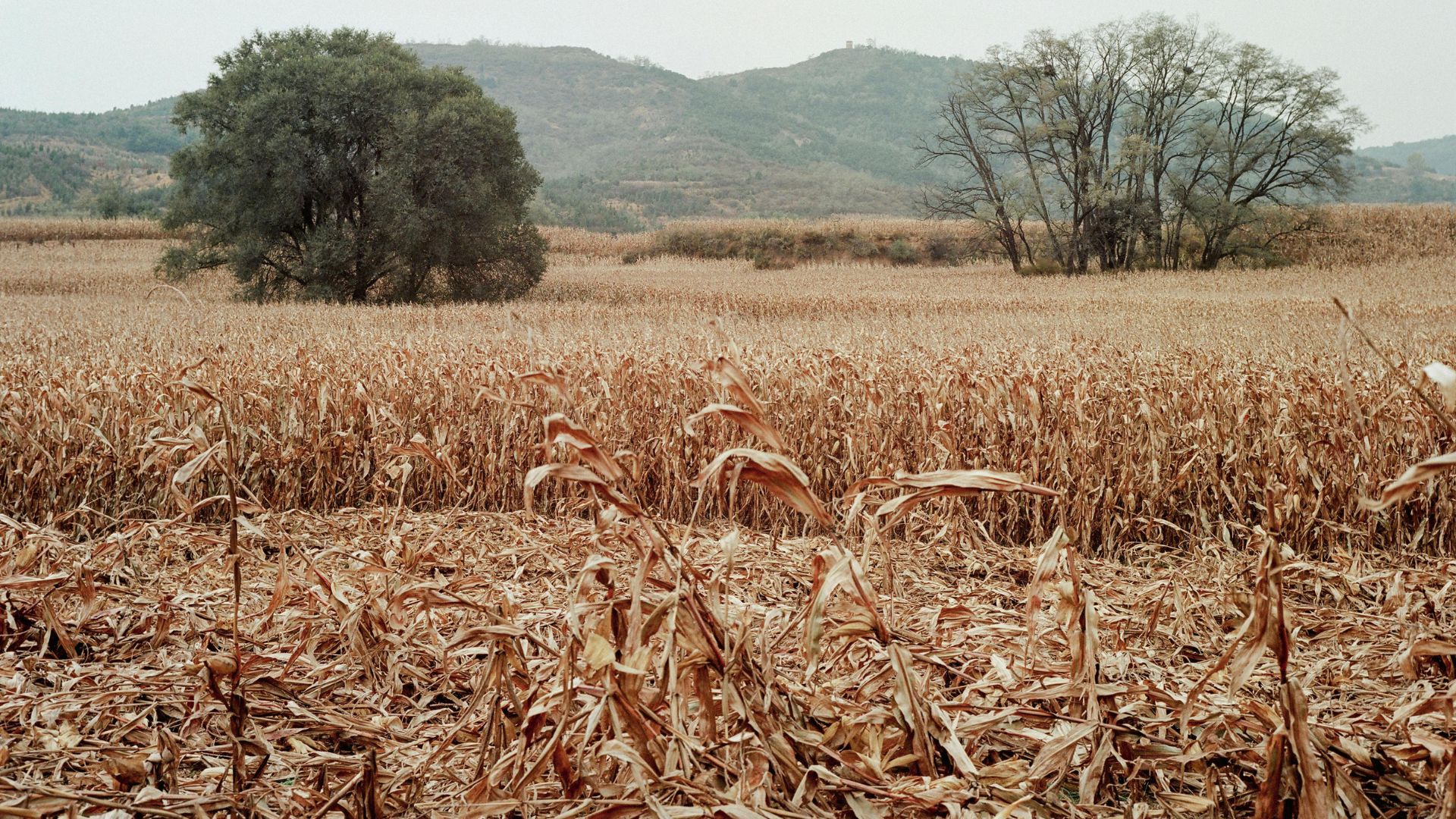 Pecuaristas enfrentam seca prolongada e frio intenso ao mesmo tempo. Entenda