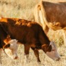 Frio no Sul, calor e seca no Matopiba dão sinal de alerta à pecuária. Saiba os detalhes