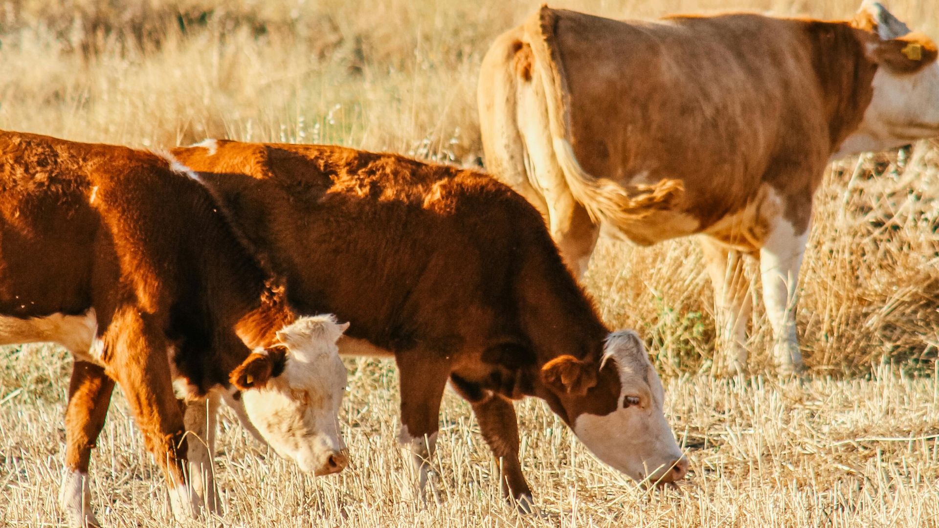 Frio no Sul, calor e seca no Matopiba dão sinal de alerta à pecuária. Saiba os detalhes Frio no Sul, calor e seca no Matopiba dão sinal de alerta à pecuária. Saiba os detalhes