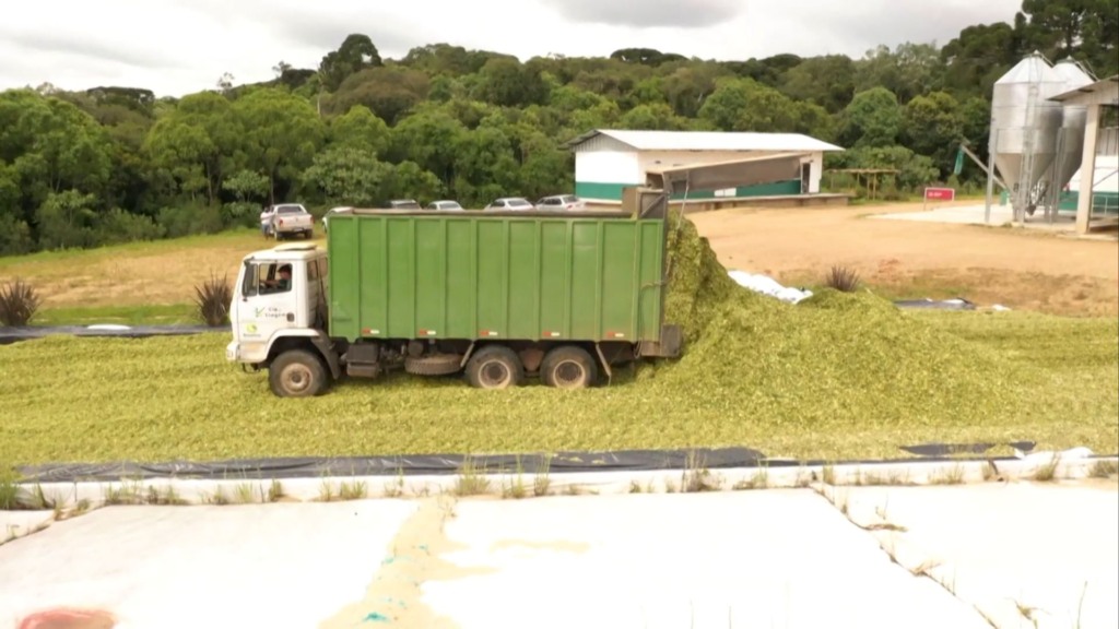 Processo de preparação da silagem. Foto: Reprodução