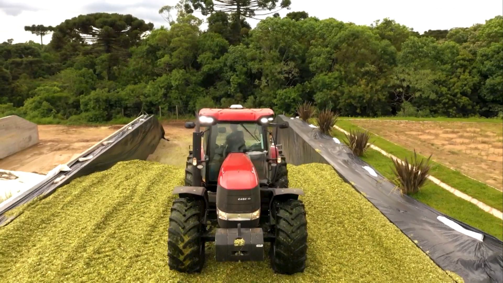 Silagem de milho ensacado: é essencial o uso de inoculante nela?