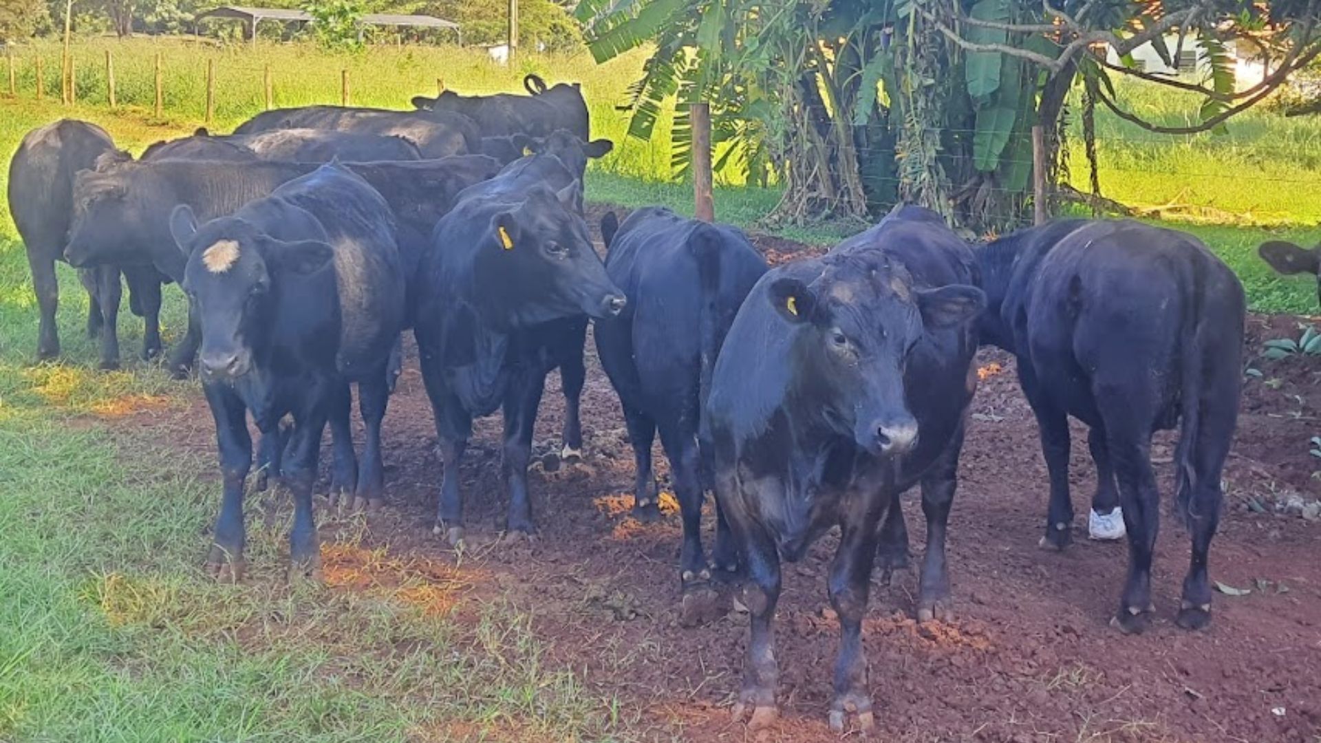 Beef on dairy é estratégia top para o pecuarista leiteiro lucrar mais. Entenda