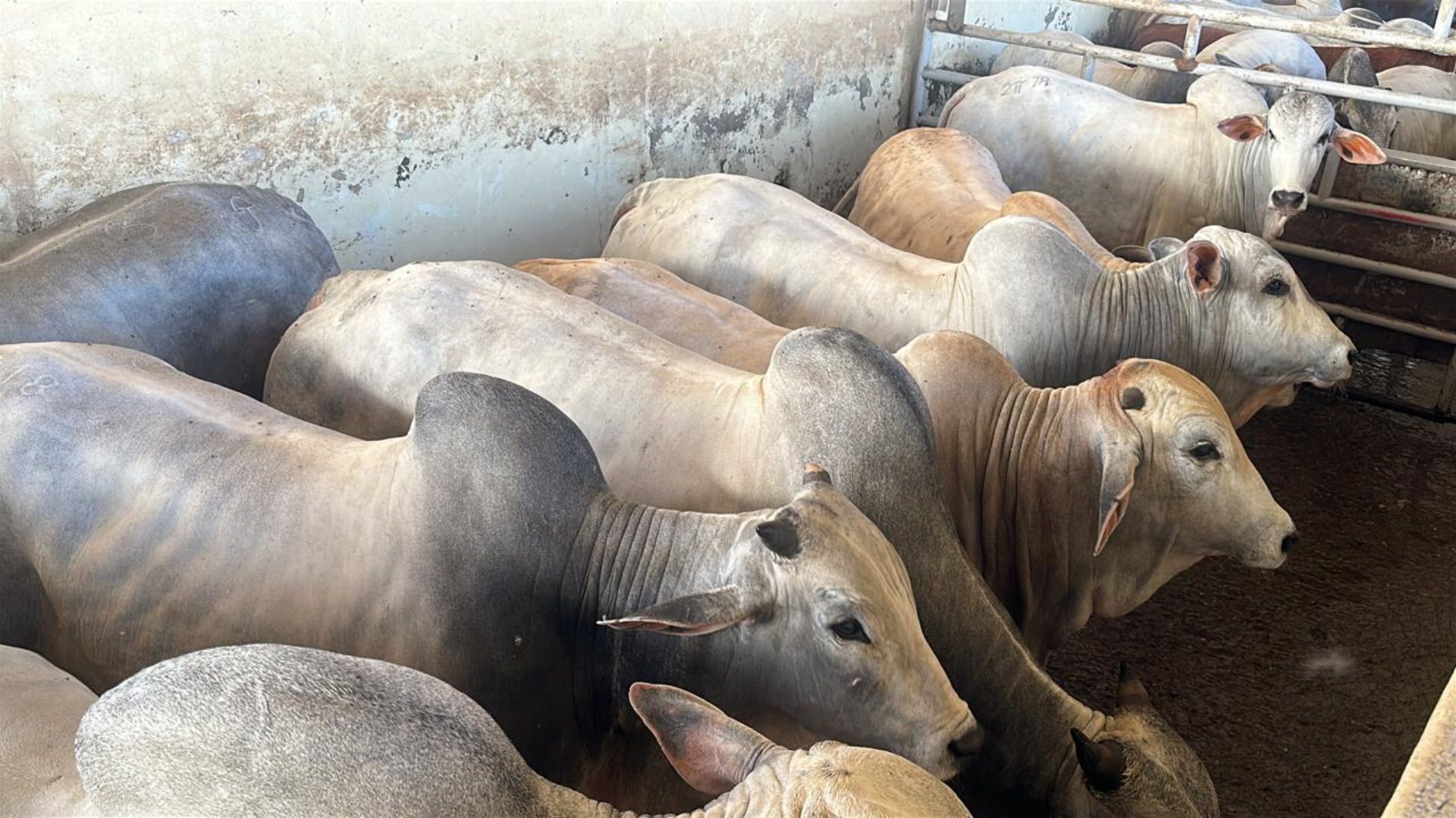 A tecnologia a serviço da vigilância sanitária: conheça o trabalho da Iagro em MS