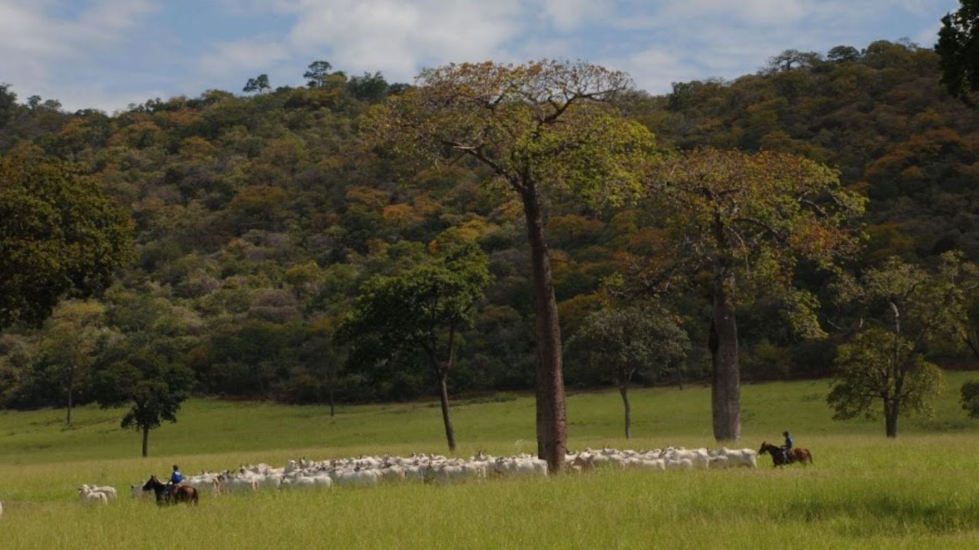 COP 30: “Quem produz bem feito tende a ganhar e não será injustamente atacado”, alerta especialista