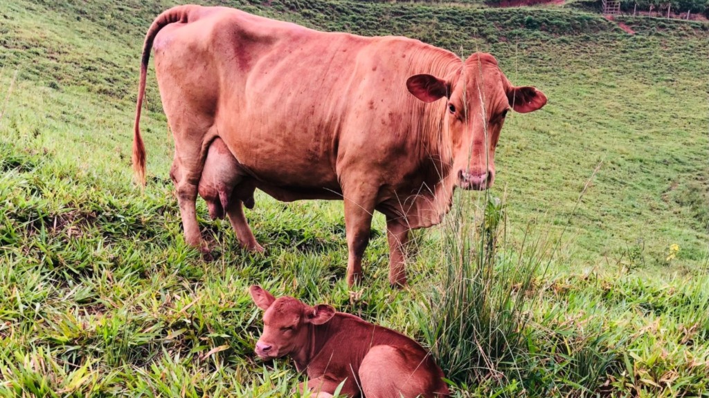 Vaca Caracu com bezerro ao pé em área de pasto. Foto: Acervo/Renato Francisco Visconti Filho