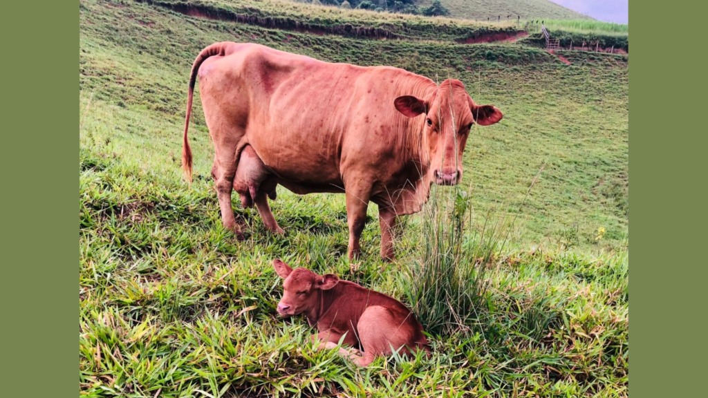 Vaca Caracu com bezerro ao pé em área de pasto. Foto: Acervo/Renato Francisco Visconti Filho