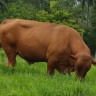 Caracu: conheça a história da 1ª raça bovina genuinamente brasileira!