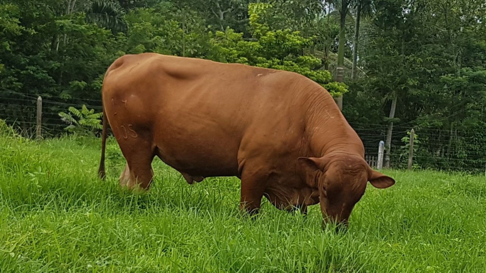 Caracu: conheça a história da 1ª raça bovina genuinamente brasileira!