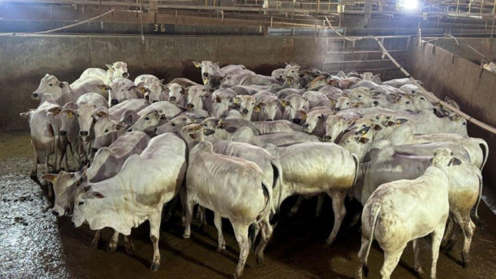 Lote de novilhas da Fazenda Duas Barras, que fica lá no município de Cáceres (MT). Foto: Divulgação/Friboi de Diamantino (MT)
