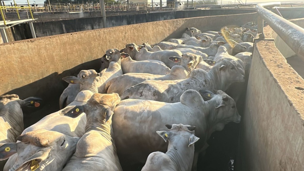Lote de novilhas da Fazenda Duas Barras, que fica lá no município de Cáceres (MT). Foto: Divulgação/Friboi de Diamantino (MT)