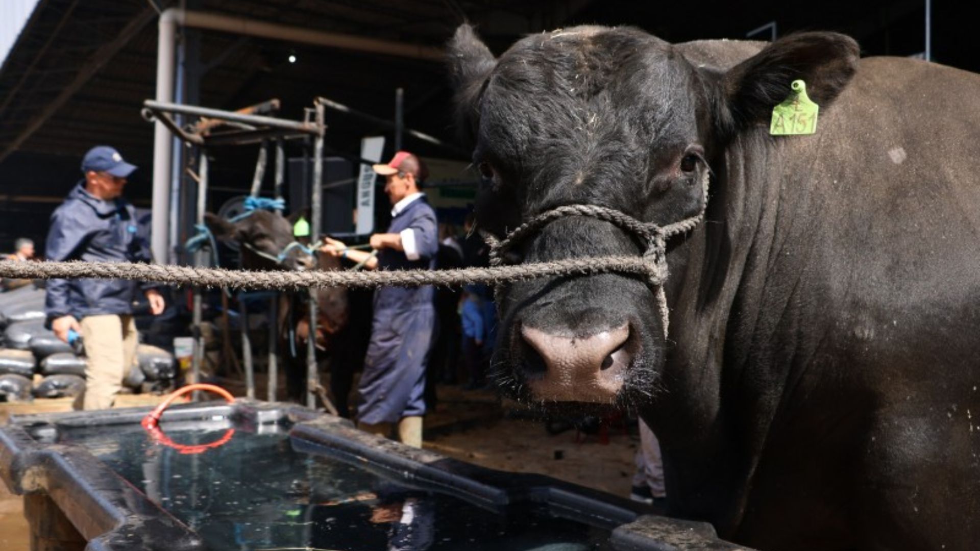 Expointer 2025: carrapaticida garante 195% de retorno a pecuarista, diz estudo