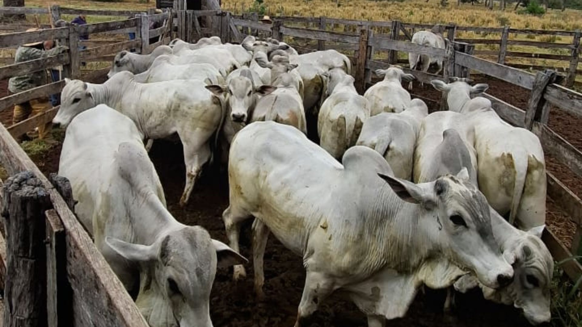 Pecuarista não deixa dinheiro na mesa e pega bônus de quase R$ 150 por cabeça