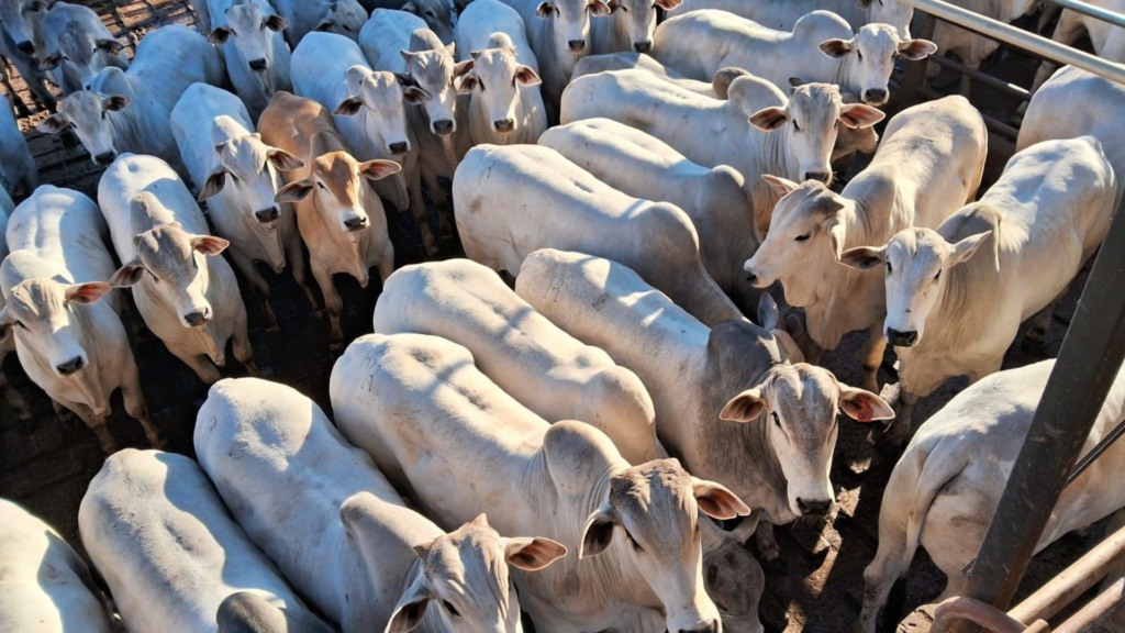 Parece até touro, mas é bezerrão mesmo! Garrotes impressionam com quase 20@