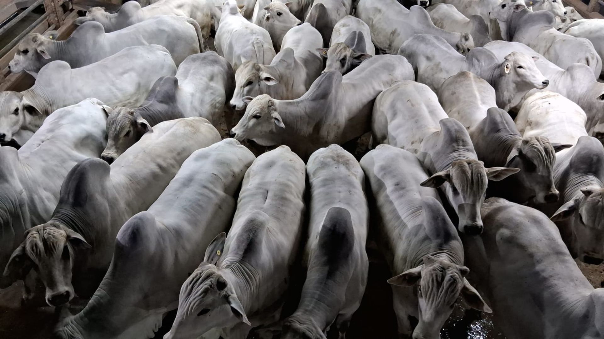 Nelore com DEP “pra muita carne”! Veja garrotes de 26,5@ e 59% de rendimento de carcaça