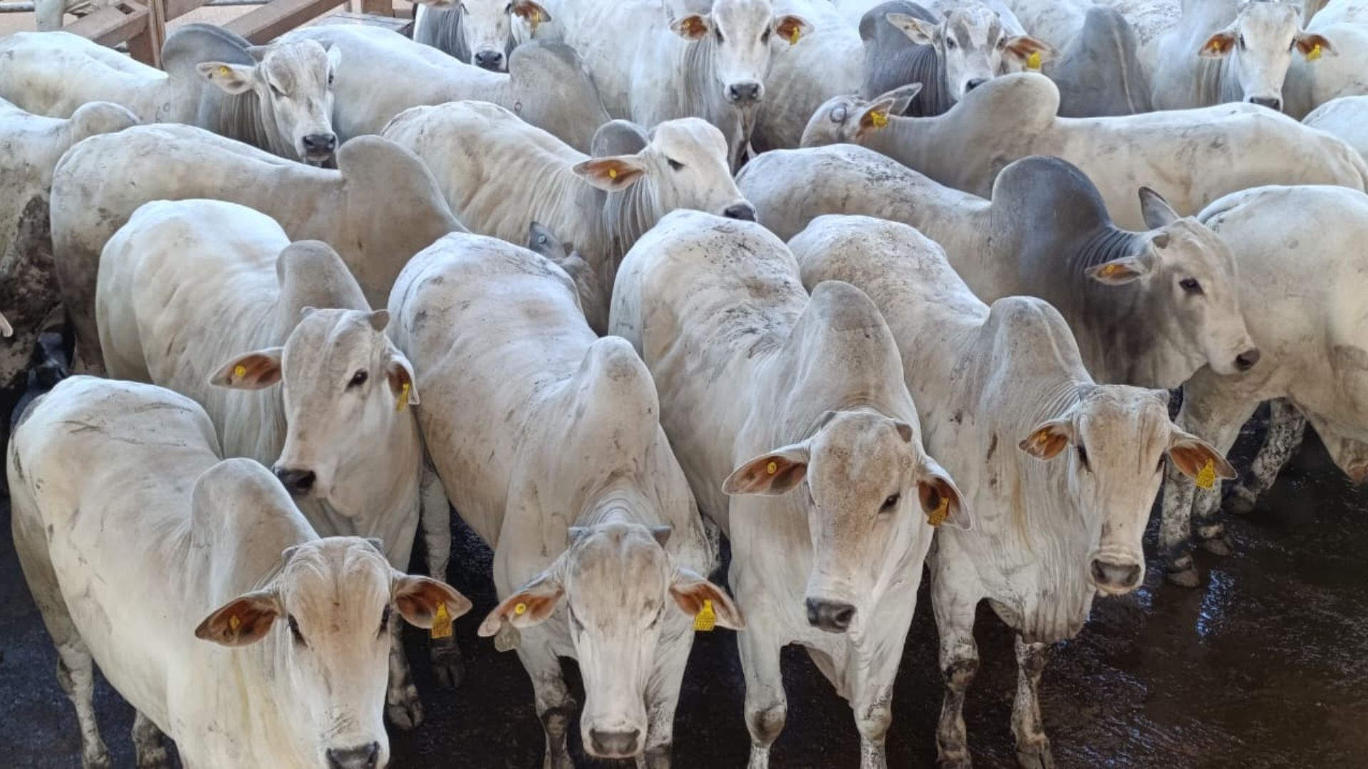 Nelore cabeceira! Boiada de mais de 23 arrobas é destaque em curral de MS