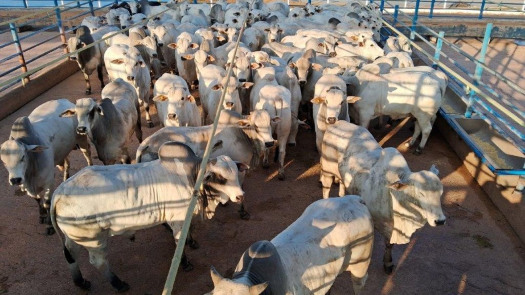 Foto: Divulgação/Friboi de Colíder (MT)