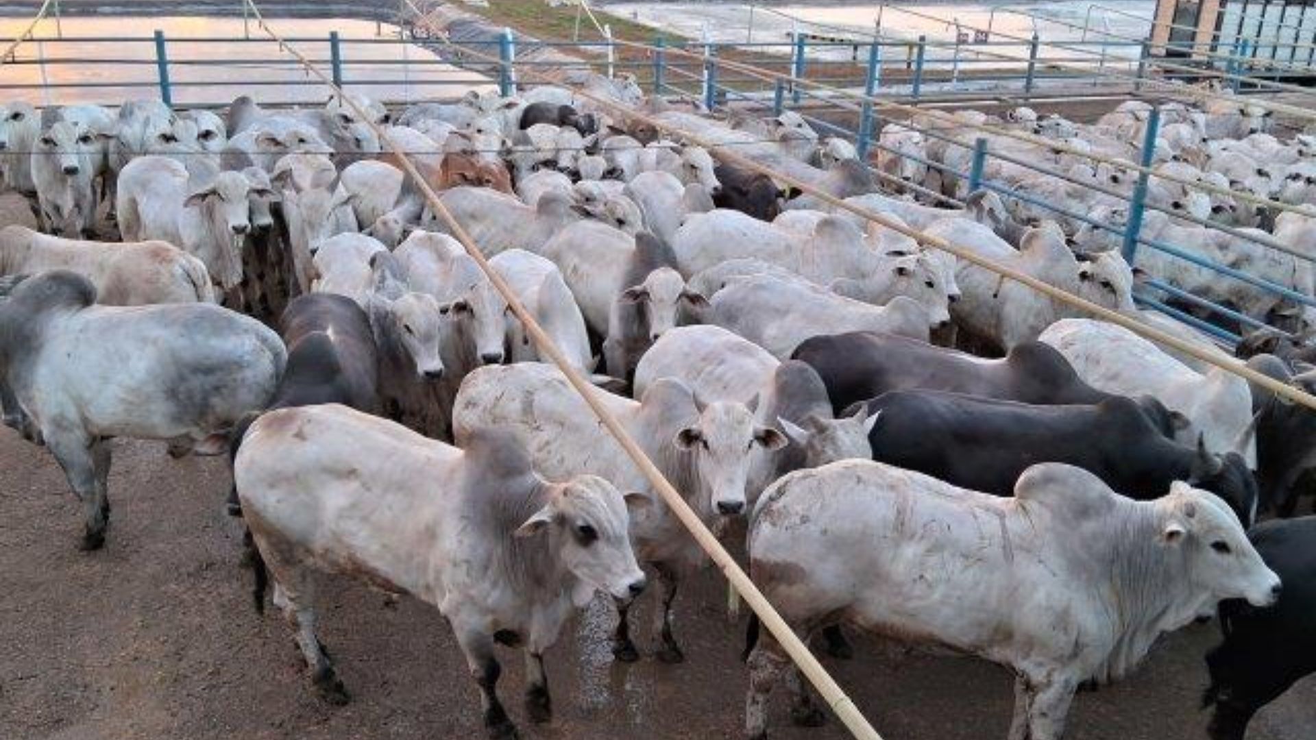 Nelore “show de bola”! Novilhas e garrotes são destaque em peso e qualidade em MT
