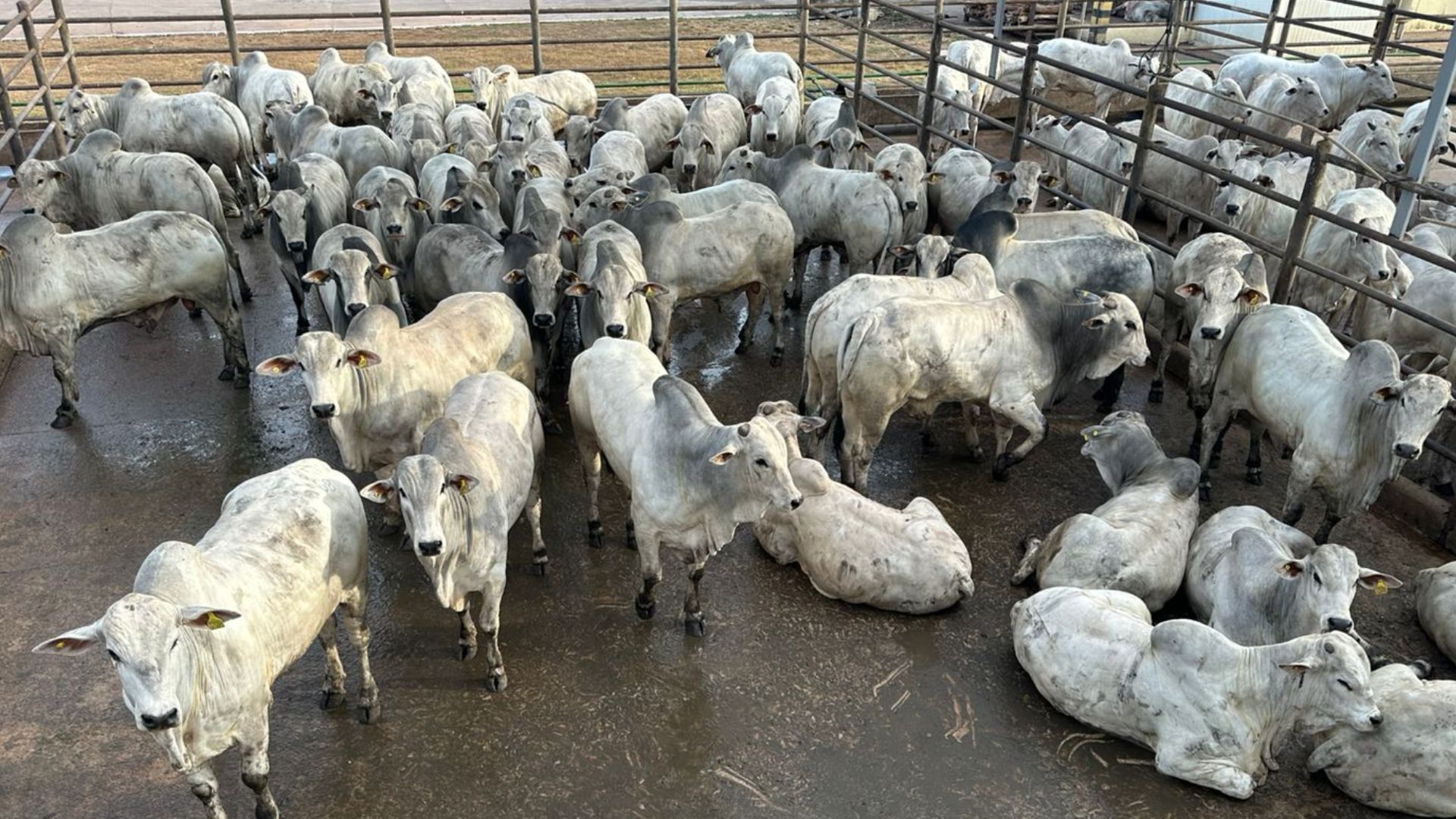 Nelore: quase 800 carcaças avaliadas em Confresa (MT)! Veja os campeões
