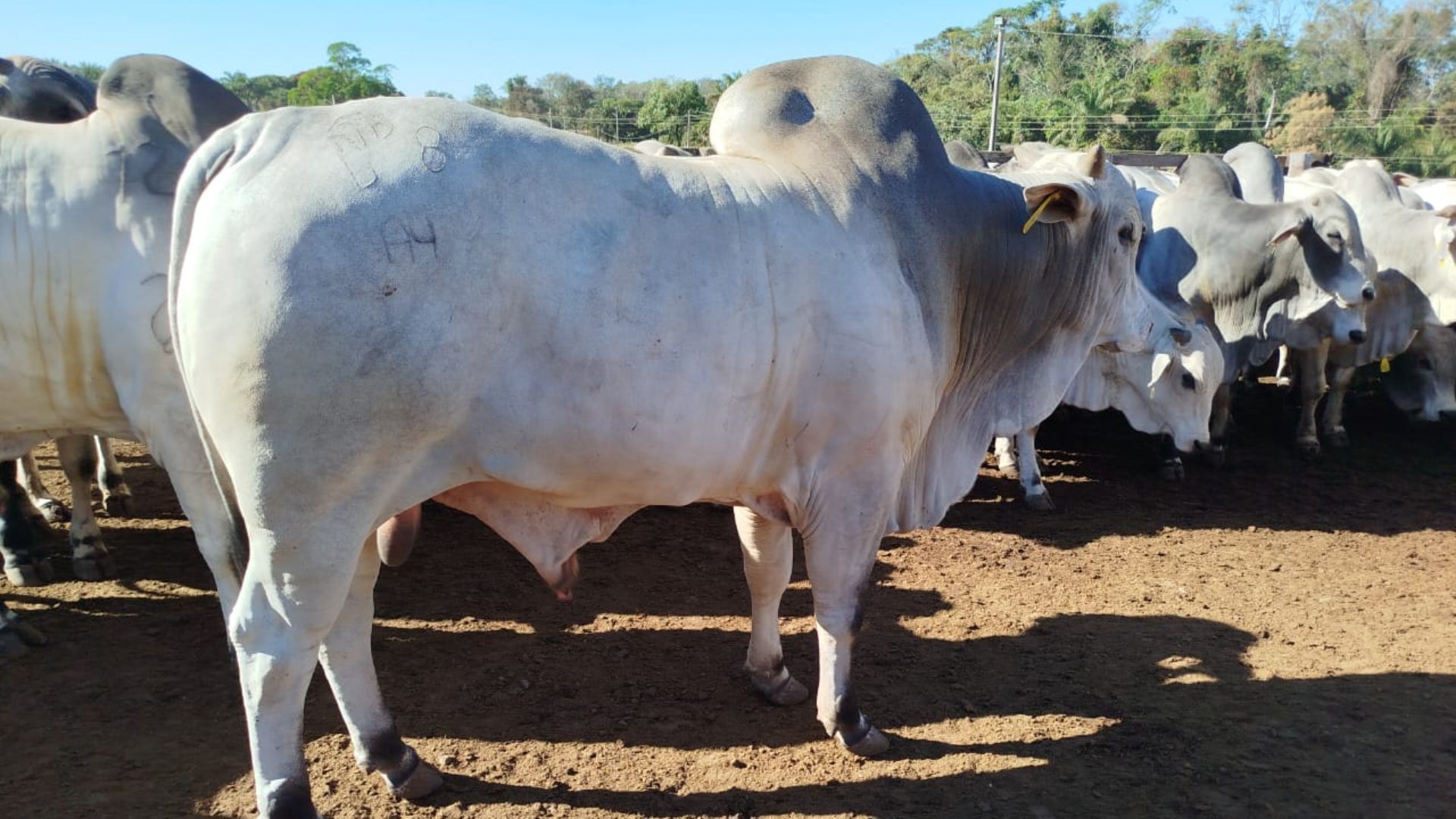 Fazenda referência nacional dá show na TIP com gadão que ultrapassa 23@ em MT