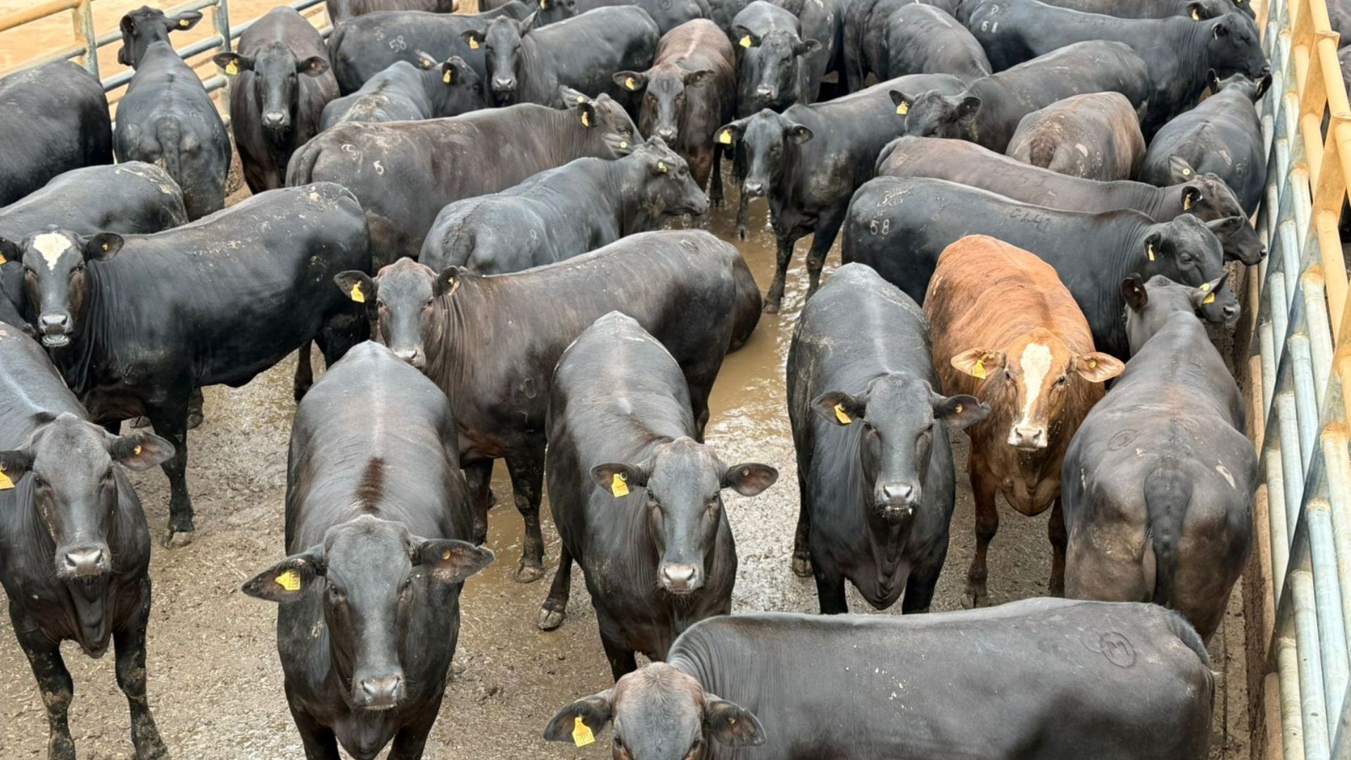 Novilhada Angus é 100% certificada em programa que mais bonifica produtor no País