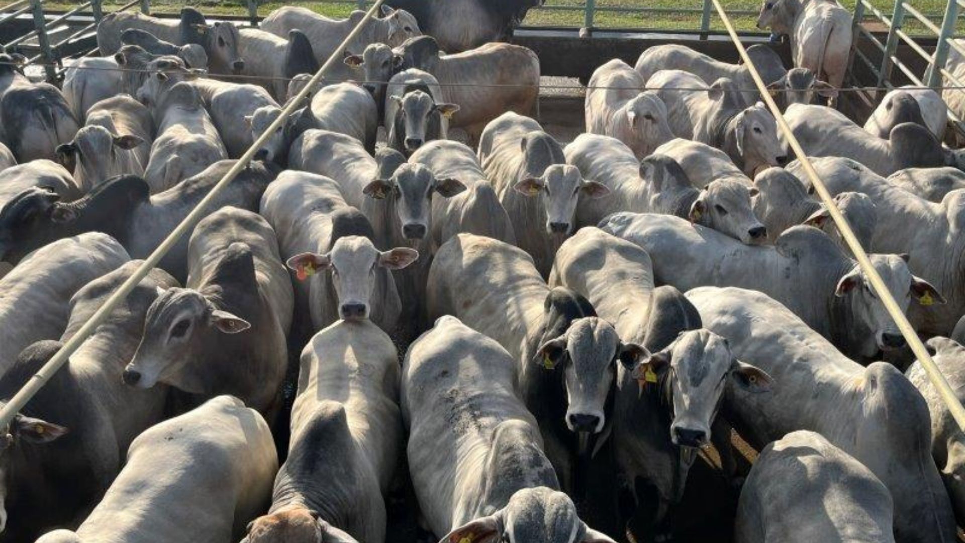 Fazenda de MT mostra a receita de como fazer uma garrotada com quase 23 arrobas