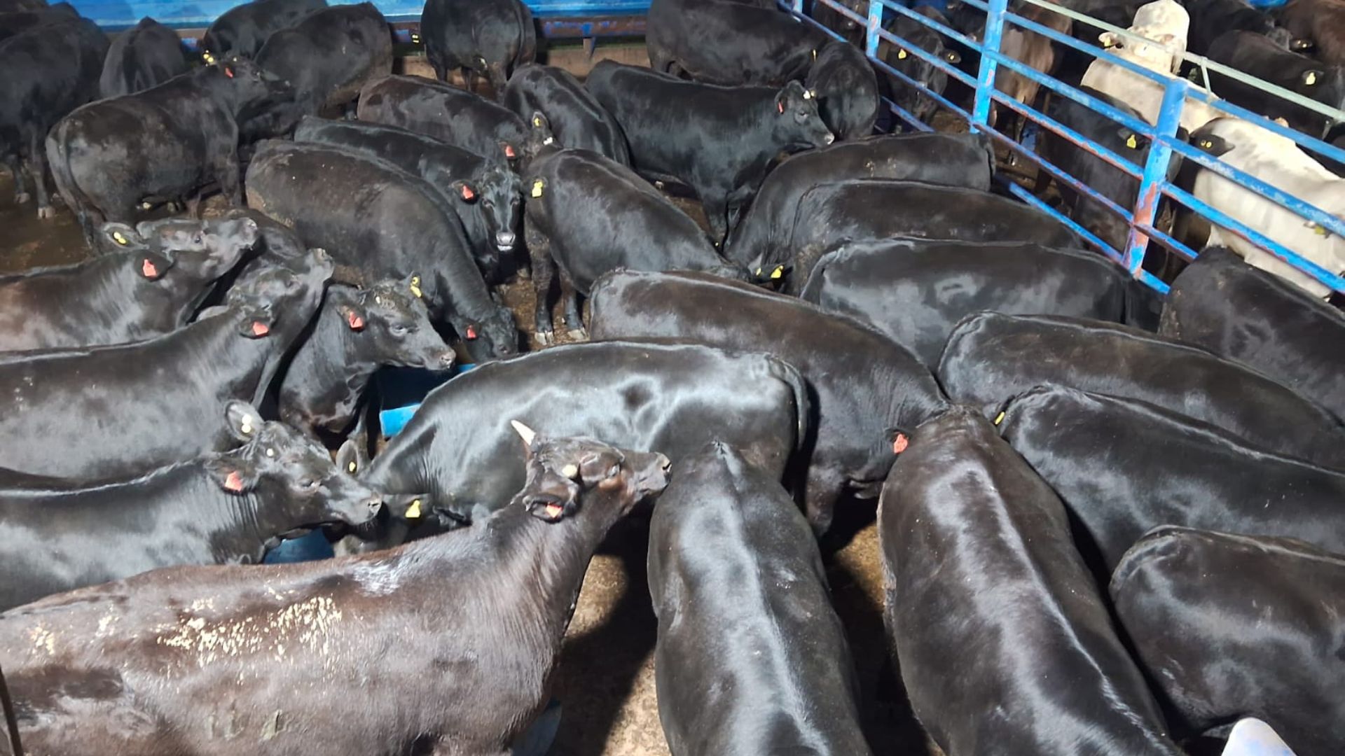 “São bezerrões de quase 21@!” Brangus confinados e castrados são destaque em SP