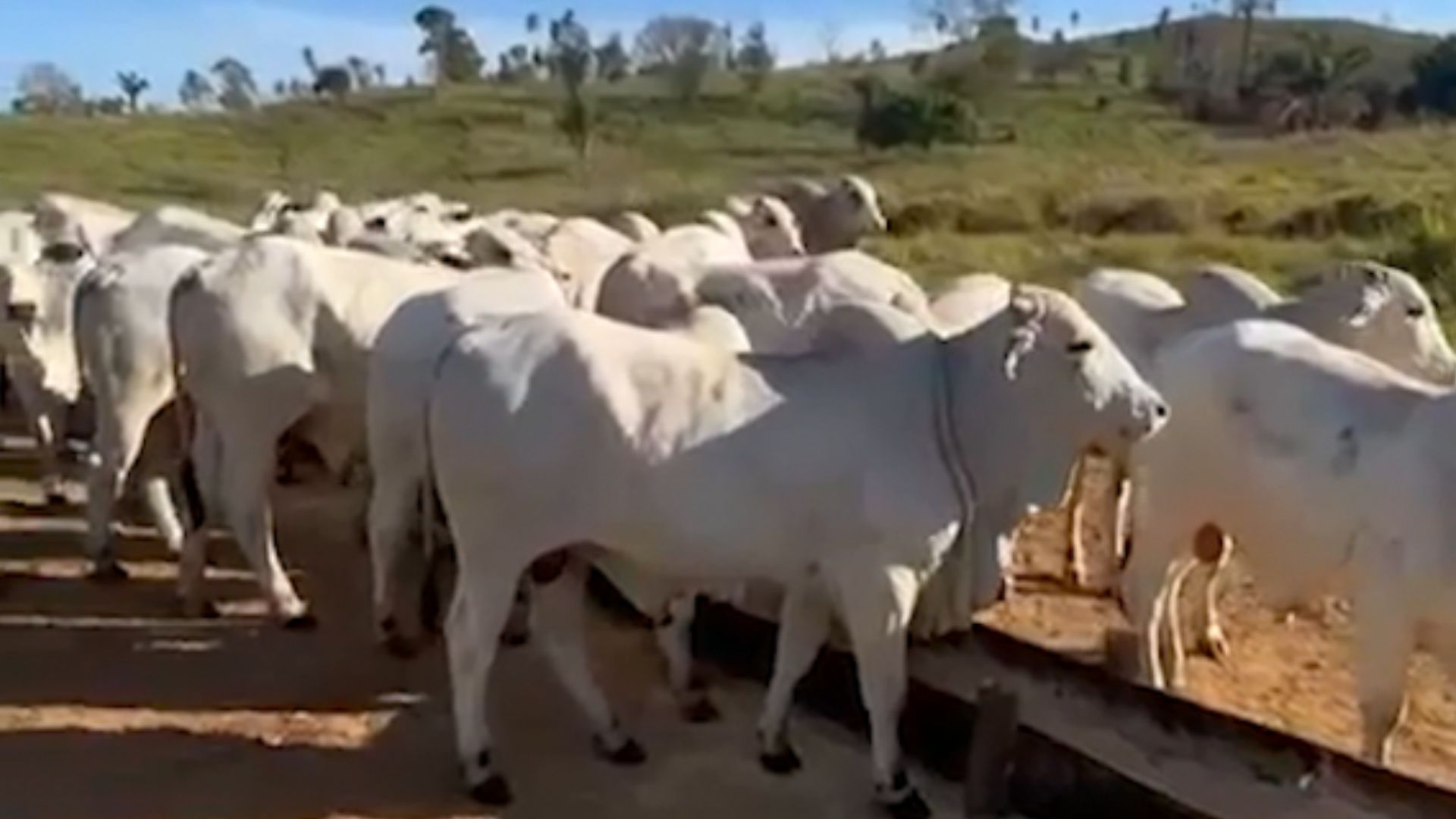 Na TIP, gadão jovem ultrapassa 21 arrobas no interior do Pará. Confira esta história